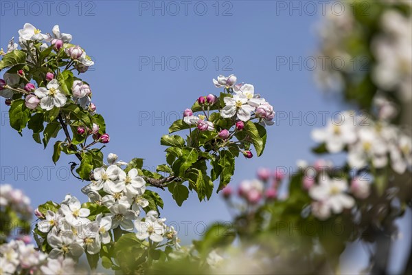 Apple blossom, blossoming apple tree on Lake Constance, close-up, Hagnau, Baden-Wuerttemberg, Germany, Europe