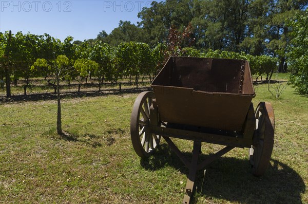 Beautiful vine of European grapes in Uruguayan winery in Canelos region. Moscato grapes