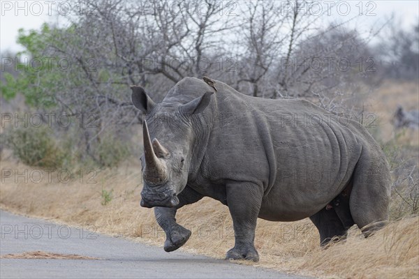 Southern white rhinoceros (Ceratotherium simum simum), adult female crossing the asphalt road, with a red-billed oxpecker (Buphagus erythrorynchus) on her back, Kruger National Park, South Africa, Africa