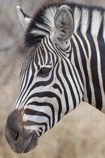 Burchell's zebra (Equus quagga burchellii), adult feeding on dry grass, head close-up, profile head, Kruger National Park, South Africa, Africa