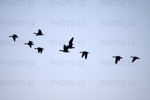 Greater white-fronted goose (Anser albifrons), flying group of geese at sunrise, silhouetted against the bright sky, Bislicher Insel, Xanten, Lower Rhine, North Rhine-Westphalia, Germany, Europe