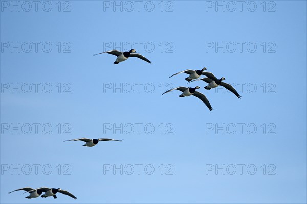 Barnacle goose (Branta leucopsis), group of geese in flight, in front of a blue sky, Bislicher Insel, Xanten, Lower Rhine, North Rhine-Westphalia, Germany, Europe