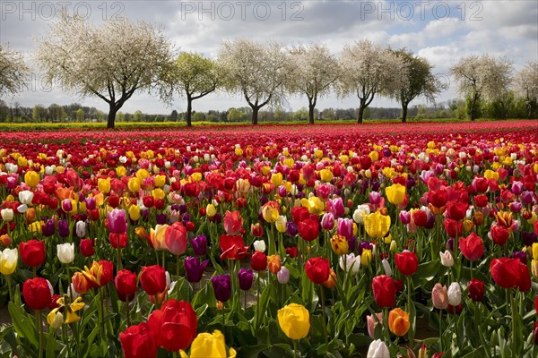 Splendid mixture on the tulip field in front of blossoming fruit trees, Grevenbroich, Lower Rhine, North Rhine-Westphalia, Germany, Europe