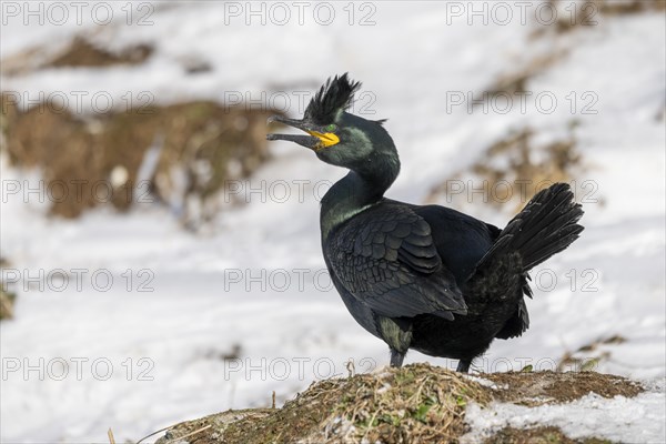 Common shag (Phalacrocorax aristotelis), mating, feather crest, winter, in the snow, Hornoya, Hornoya, Varangerfjord, Finmark, Northern Norway