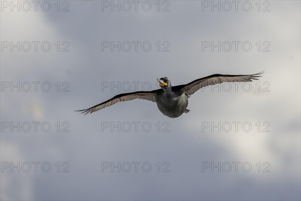 Common shag (Phalacrocorax aristotelis), flies, feathers, winter, in the snow, Hornoya, Hornoya, Varangerfjord, Finmark, Northern Norway