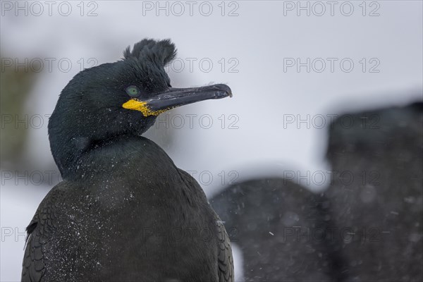 Common shag (Phalacrocorax aristotelis), plumage, winter, snow drift, Hornoya, Hornoya, Varangerfjord, Finmark, Northern Norway