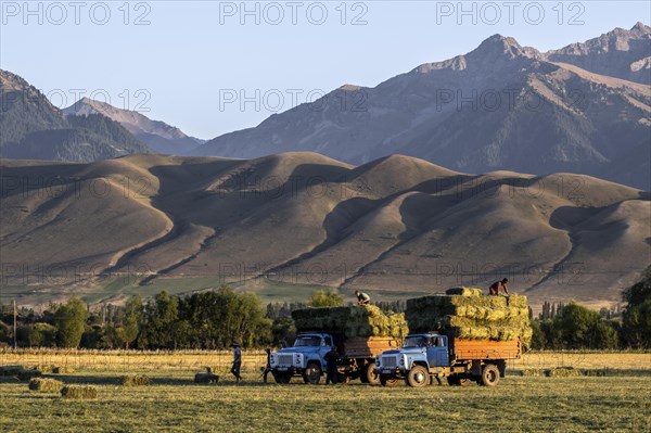 Farmers with two lorries harvesting hay bales in front of a mountainous landscape, Kyrgyzstan, Asia