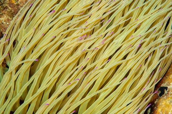 Close-up of Bicoloured Mediterranean Sea anemone opelet anemone (Anemonia viridis) Wax anemone with distinguishing feature Purple Pomeranians on tentacles, Mediterranean Sea