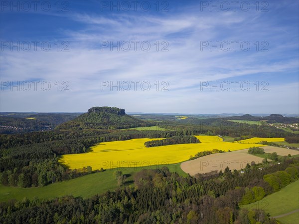 The symbolic mountain for Saxon Switzerland, the Lilenstein n blossoming rapeseed fields, Porschdorf, Saxony, Germany, Europe