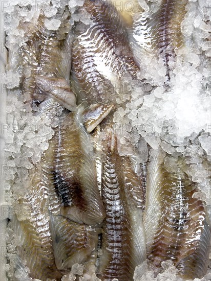 Display of fish caught fish pollack (Pollachius virens) in the form of pollack fillet on ice in refrigerated counter fish counter of fishmonger fish sales, food trade, wholesale, fish trade, speciality shop, Germany, Europe