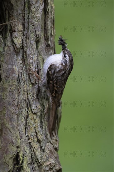 Short-toed treecreeper (Certhia brachydactyla), Wittlich, Rhineland-Palatinate, Germany, Europe