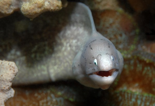 Geometric moray (Gymnothorax griseus) with white eyes open mouth looking directly at observer, Red Sea, Marsa Alam, Egypt, Africa