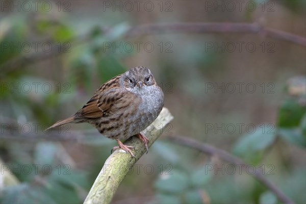 Dunnock (Prunella modularis), adult bird, Dingdener Heide nature reserve, North Rhine-Westphalia, Germany, Europe