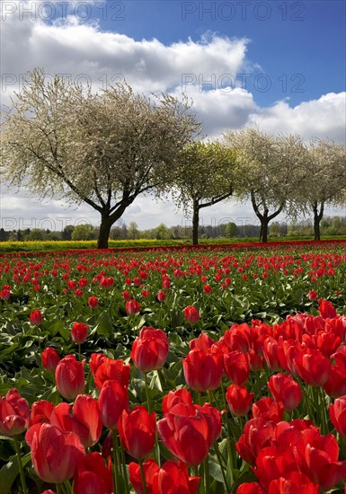 Tulip field in front of blossoming fruit trees, Grevenbroich, Lower Rhine, North Rhine-Westphalia, Germany, Europe