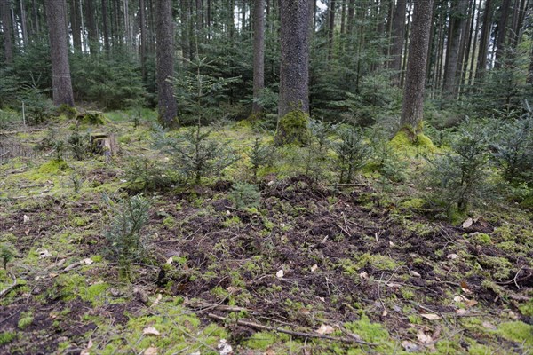 Wild boar tracks in forest regeneration corner, Fir trees, silver fir, Wild boar, forest regeneration, forestry, forest, Mainhardt Forest, Swabian-Franconian Forest nature park Park, Swabian Hall, Hohenlohe, Heilbronn-Franconia, Baden-Wuerttemberg, Germany, Europe