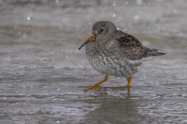 Purple Sandpiper (Calidris maritima), running across the beach, during snowfall, Varangerfjord, northern Norway