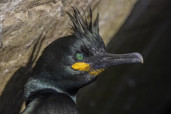 Common shag (Phalacrocorax aristotelis), portrait, feather crest, winter, in the snow, Hornoya, Hornoya, Varangerfjord, Finmark, Northern Norway