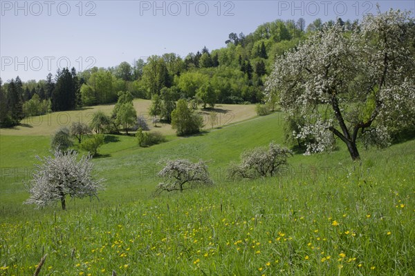 Fruit blossom in the Swabian-Franconian Forest nature park Park, fruit tree, apple tree, meadow orchard, orchard, spring, April, rose garden-Sanzenbach, Schwaebisch Hall, Hohenlohe, Heilbronn-Franken, Baden-Wuerttemberg, Germany, Europe