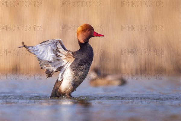 Red-crested pochard (Netta rufina) male, bathing, preening its plumage, swimming, splendid plumage, Middle Elbe Biosphere Reserve, Saxony-Anhalt, Germany, Europe