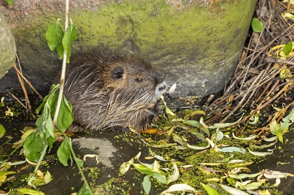 Nutria (Myocastor coypus) young animal eating leaf, Wilhelmsburg, Hamburg, Germany, Europe