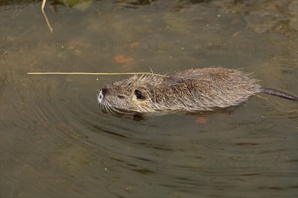 Nutria (Myocastor coypus) young animal swimming, Wilhelmsburg, Hamburg, Germany, Europe