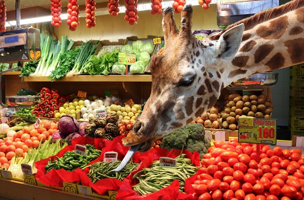 Humour photo, Giraffe helps himself at the vegetable stand, photomontage