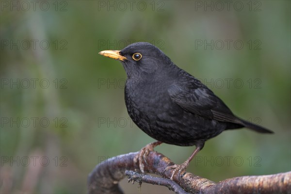 Blackbird (Turdus merula), male, Dingdener Heide NSG, North Rhine-Westphalia, Germany, Europe