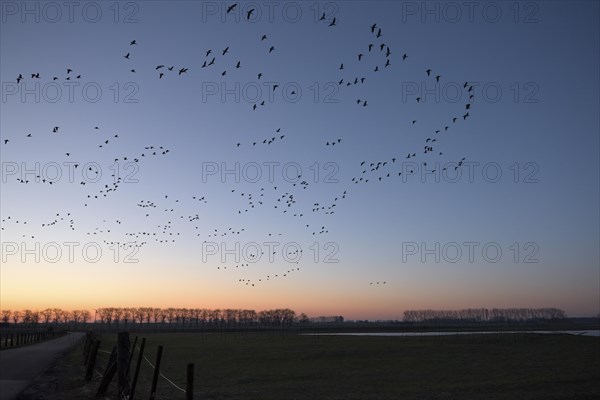 Greater white-fronted goose (Anser albifrons), flock of geese in flight at sunrise, starting from the roost, Bislicher Insel, Xanten, Lower Rhine, North Rhine-Westphalia, Germany, Europe