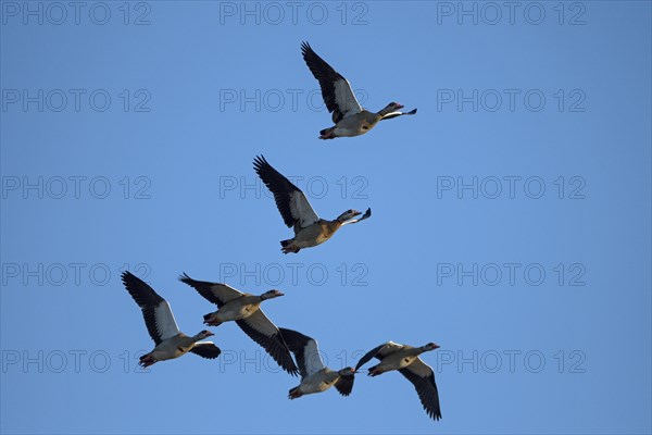 Egyptian goose (Alopochen aegyptiaca), geese in flight, Bislicher Insel, Xanten, Lower Rhine, North Rhine-Westphalia, Germany, Europe