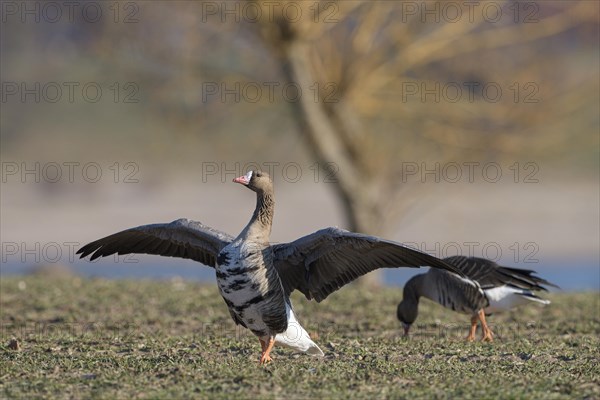 Greater white-fronted goose (Anser albifrons), two adult birds, one fledgling, Bislicher Insel, Xanten, Lower Rhine, North Rhine-Westphalia, Germany, Europe