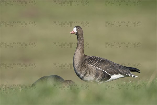 Greater white-fronted goose (Anser albifrons), adult bird, in a meadow, Bislicher Insel, Xanten, Lower Rhine, North Rhine-Westphalia, Germany, Europe