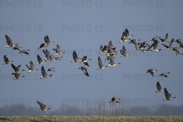 Greater white-fronted goose (Anser albifrons) and barnacle goose (Branta leucopsis), flock of geese taking off, Bislicher Insel, Xanten, Lower Rhine, North Rhine-Westphalia, Germany, Europe