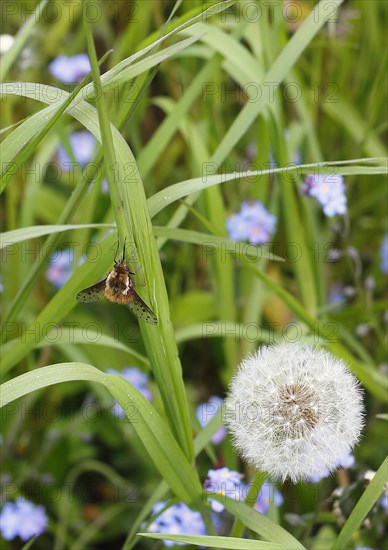 Spotted Bee fly (Bombylius discolor), North Rhine-Westphalia, Germany, Europe