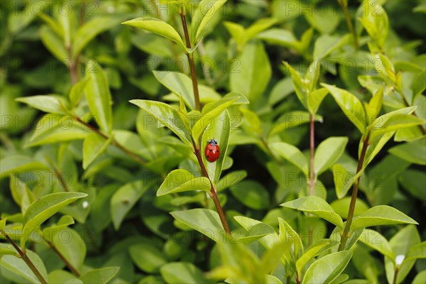 Seven-spott ladybird (Coccinella septempunctata), North Rhine-Westphalia, Germany, Europe