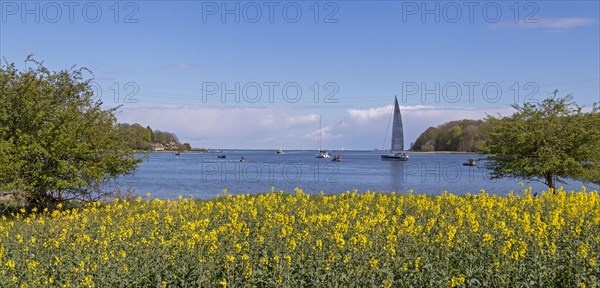 Thatched roof houses, herring fishing, sailing boat, boats, rape field, Rabelsund, Rabel, Schlei, Schleswig-Holstein, Germany, Europe