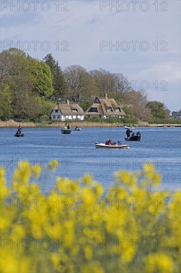 Thatched roof houses, herring fishing, boats, rape field, Rabelsund, Rabel, Schlei, Schleswig-Holstein, Germany, Europe
