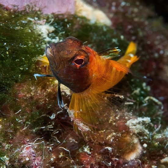 Close-up of yellow blenny (Tripterygion delaisi) lying on algae, Mediterranean Sea