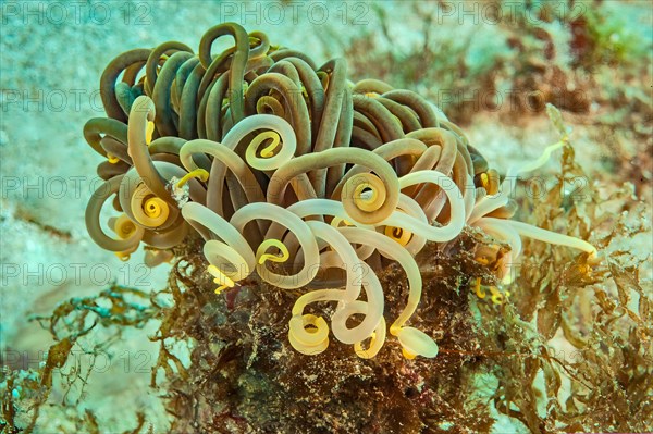 Close-up of Unicoloured Mediterranean Sea anemone opelet anemone (Anemonia sulcata) Wax anemone with distinguishing feature None without purple tips on tentacles, Sea anemone