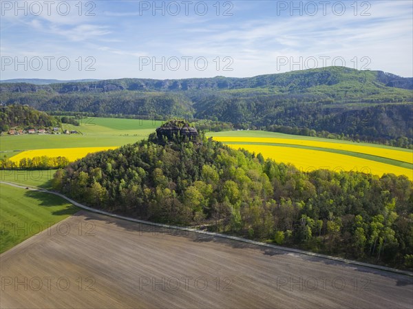 The Zirkelstein near Schoena in the Saxon district of Saechsische Schweiz-Osterzgebirge is a 384.5 metre high elevation in Saxon Switzerland and its smallest table mountain. In the background, the Kaiser's crown is a heavily abraded and jagged remnant of a table mountain which, together with the Zirkelstein, rises above the flatlands of Schoena, right on the edge of the town in the Elbe Sandstone Mountains in Saxony. Rape fields in bloom in spring, Reinhardtsdorf-Schoena, Saxony, Germany, Europe