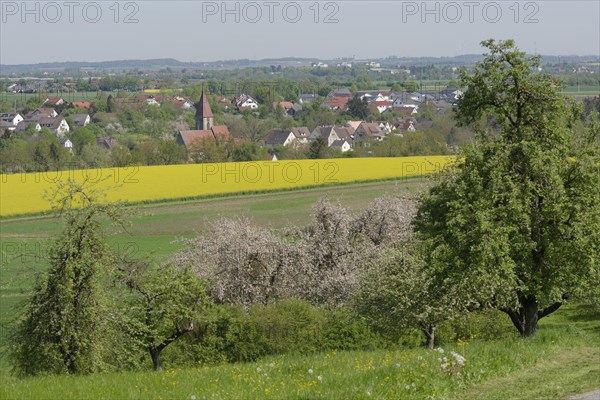 Spring in the Swabian-Franconian Forest nature park Park near rose garden-Sanzenbach, fruit blossom, wind power, wind turbine, wind energy, Schwaebisch Hall, Heilbronn-Franconia, Baden-Wuerttemberg, Germany, Europe