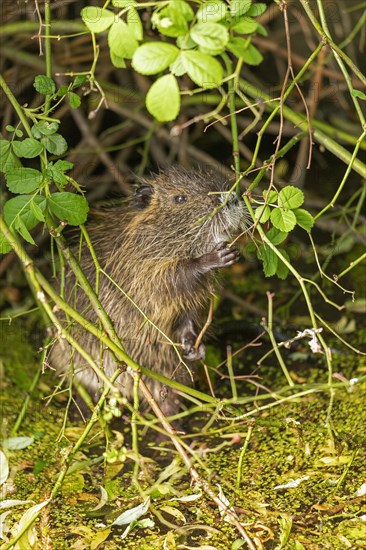 Nutria (Myocastor coypus) young animal standing on hind legs and eating leaf, Wilhelmsburg, Hamburg, Germany, Europe