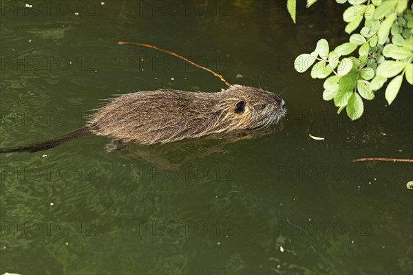 Nutria (Myocastor coypus) young animal swimming, Wilhelmsburg, Hamburg, Germany, Europe