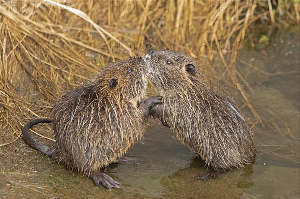 Two Nutria (Myocastor coypus) young animals nudge their snouts together, Wilhelmsburg, Hamburg, Germany, Europe