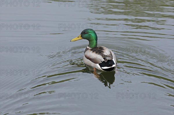 Mallard (Anas platyrhynchos) swimming, drake, Veringkanal, Wilhelmsburg, Hamburg, Germany, Europe