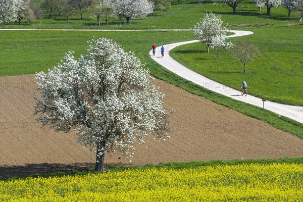 Field path with cyclists on the Albtrauf, agricultural fields with blossoming fruit trees in spring, Swabian Alb, Bissingen an der Teck, Baden-Wuerttemberg, Germany, Europe