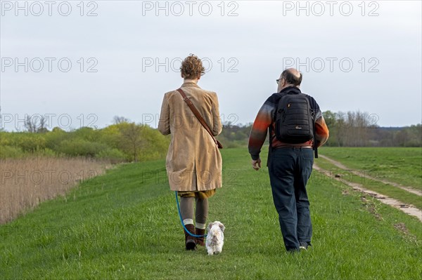 Man and woman walking Bolonka Zwetna dog, Elbtalaue near Bleckede, Lower Saxony, Germany, Europe