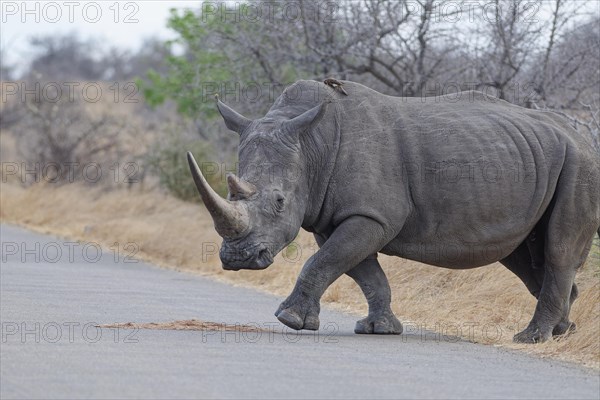 Southern white rhinoceros (Ceratotherium simum simum), adult female crossing the asphalt road, with a red-billed oxpecker (Buphagus erythrorynchus) on her back, Kruger National Park, South Africa, Africa