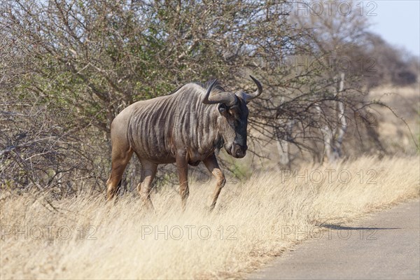 Blue wildebeest (Connochaetes taurinus), adult male gnu, crossing the asphalt road, Kruger National Park, South Africa, Africa