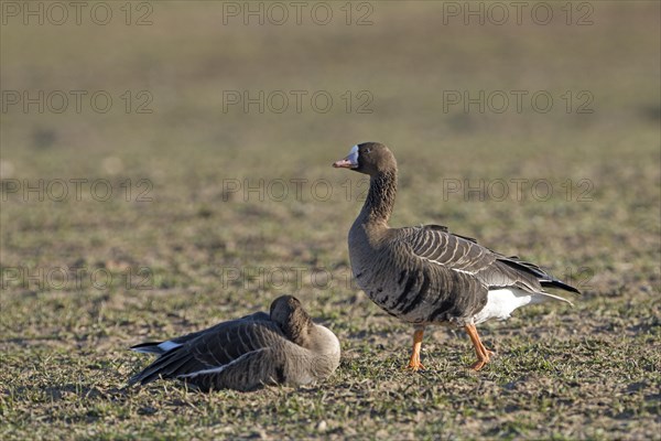 Greater white-fronted goose (Anser albifrons), two adult birds, Bislicher Insel, Xanten, Lower Rhine, North Rhine-Westphalia, Germany, Europe