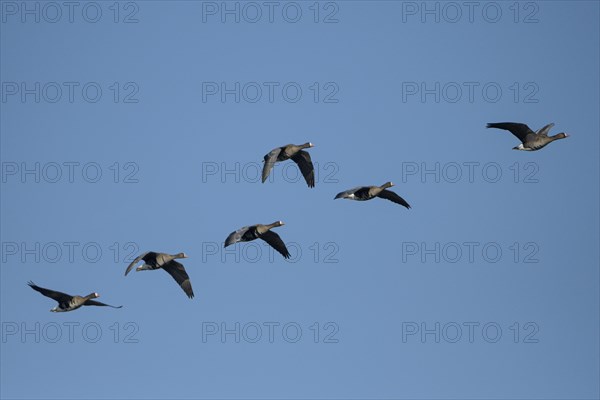 Greater white-fronted goose (Anser albifrons), flying group of geese, in front of a blue sky, Bislicher Insel, Xanten, Lower Rhine, North Rhine-Westphalia, Germany, Europe